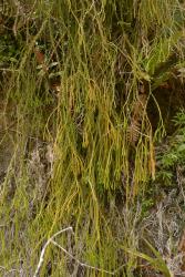 Phlegmariurus billardierei. Plant growing terrestrially on a steep bank.
 Image: L.R. Perrie © Leon Perrie CC BY-NC 4.0